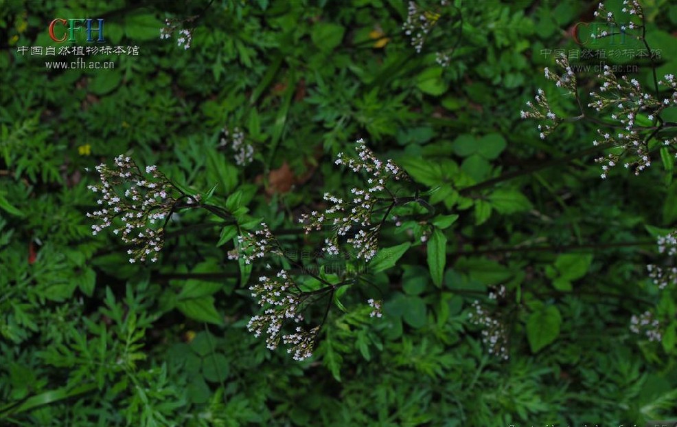 valeriana flaccidissima