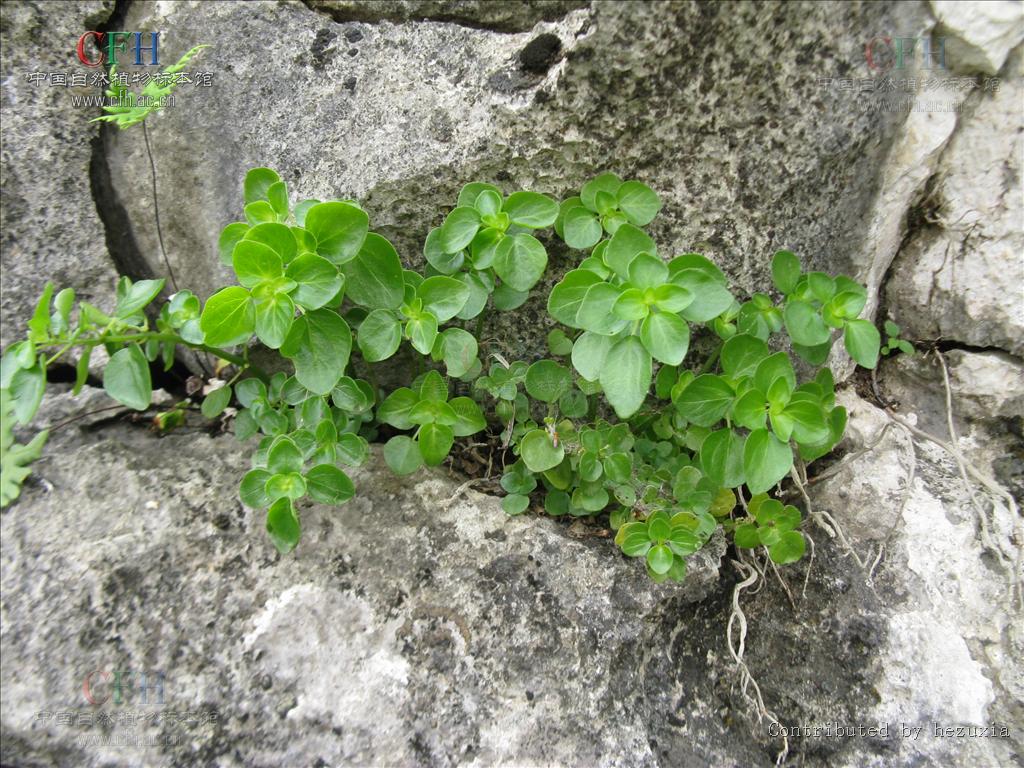  p>波缘冷水花(学名: i>pilea cavaleriei /i> levl.
