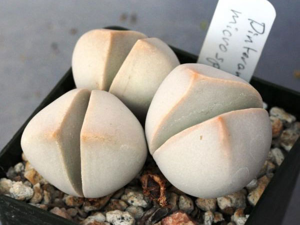  p>春桃玉属(学名: i>dinteranthus /i> schwantes)是 a href="#"