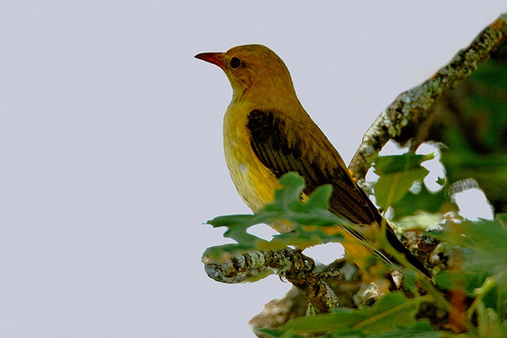  p>金黄鹂(学名: i>oriolus oriolus /i>)是中