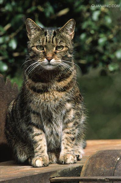  p>家猫(学名: i>felis catus /i>)俗称猫咪,是食肉目猫科,猫属 a