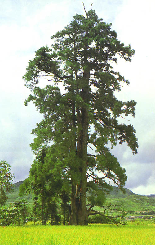 裸子植物门 /a>(gymnospermae)松杉纲(coniferopsida)松杉目(pinales)