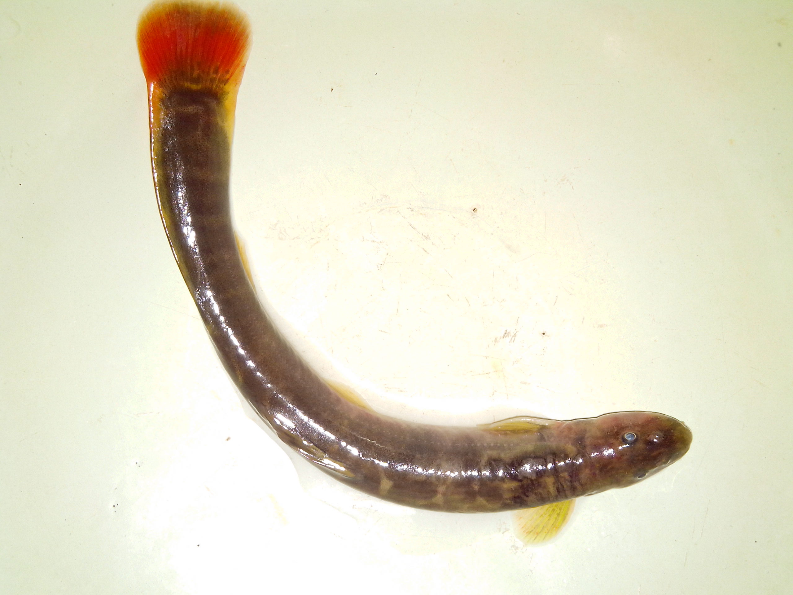 nemacheilus  schultzi