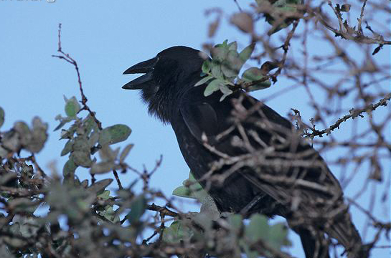 corvus hawaiiensis