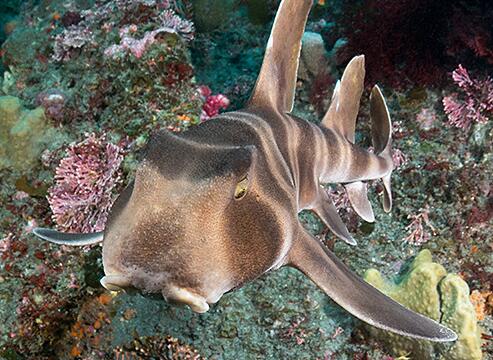  p>宽纹虎鲨(学名: i>heterodontus japonicus /i>)是虎鲨科,虎鲨属中