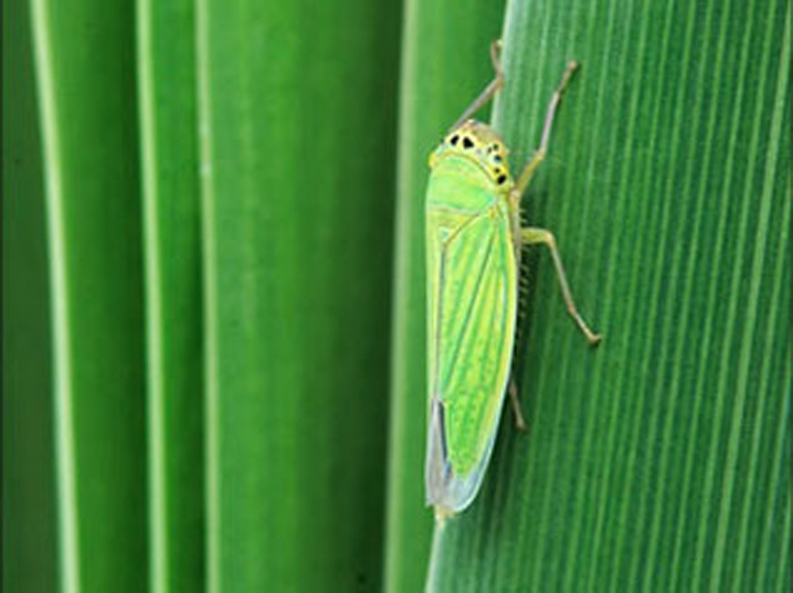  p>桃叶蝉分类上为害桃树的叶蝉,国内已知有一点斑叶蝉,大青叶蝉,小绿