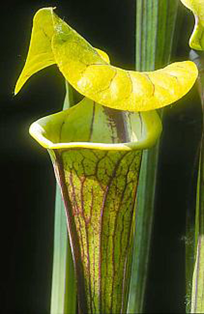  p>黄瓶子草(学名:sarracenia flava )是该属植物中体形最大的植物,可