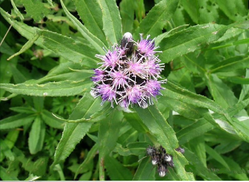 data-lemmaid="6759545">桔梗目 /a>,菊科, a target="_blank" href="