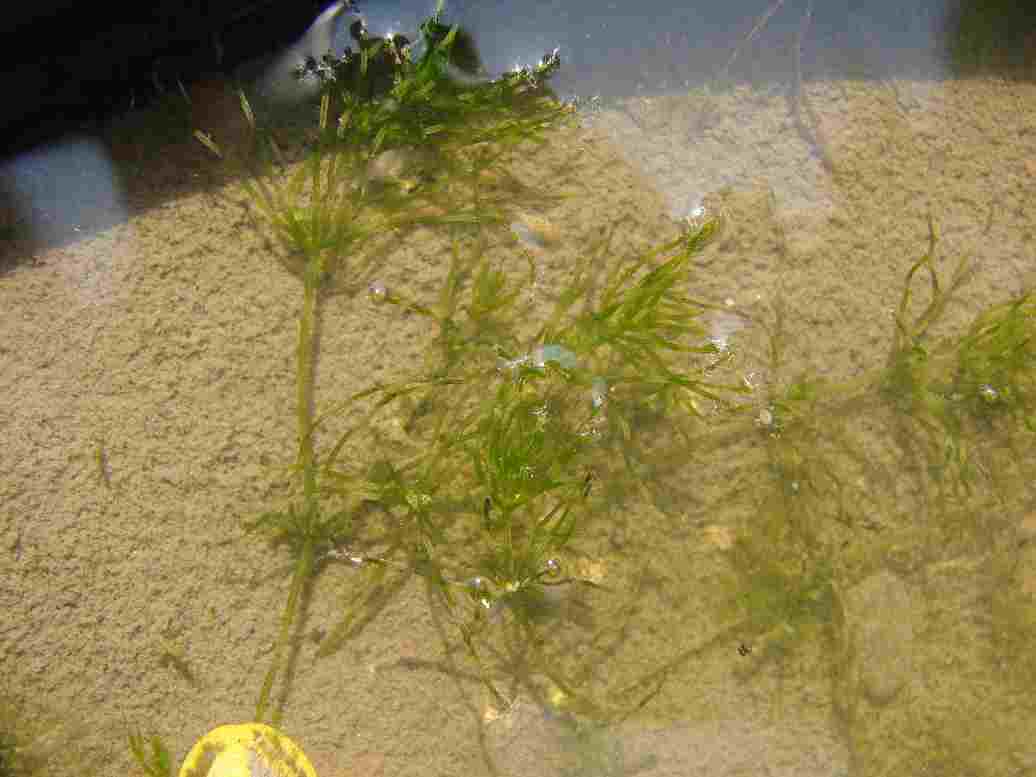  p>轮藻是直立的肉眼能见的藻类,它是沉水生长的,由其外观和大小就使