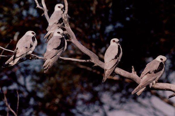  p>纹翅鸢(学名:elanus scriptus)是一种中型 a target="_blank" href