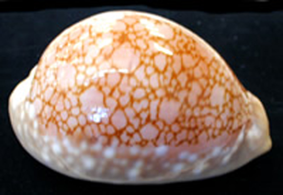  p>红牡丹宝螺(学名:lyncina broderipii broderipii)是腹足钢宝螺科