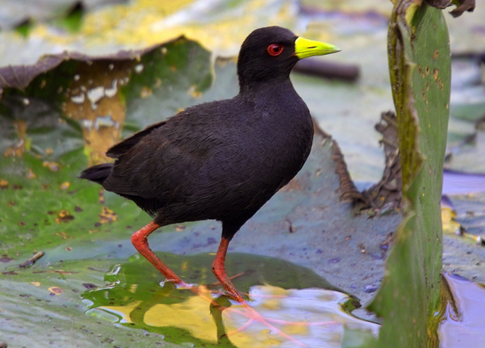  p>黑苦恶鸟(学名:amaurornis flavirostris )体形大小似 a target="