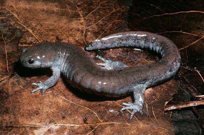  p>钝口螈属(学名:ambystoma)是一些生活在北美的螈类.