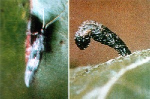  p>苹果鞘蛾, i>coleophora nigricella /i>,又称苹果筒蛾, a target=