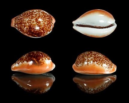  p>兰福宝螺(学名:austrasiatica langfordi langfo