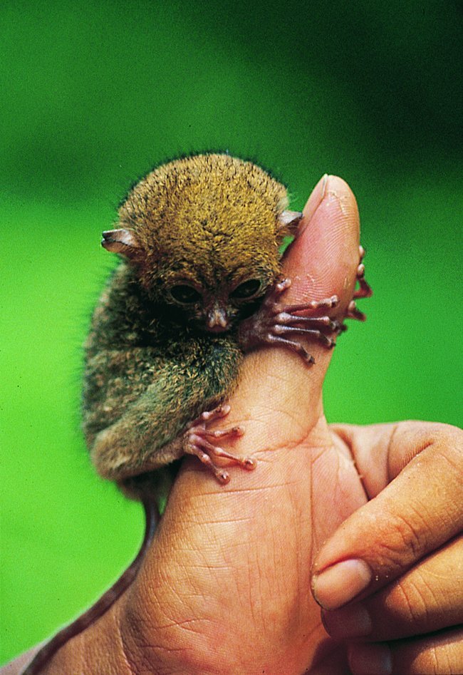  p>眼镜猴(学名:philippine tarsier),又称 a href="#" data-lemmaid=