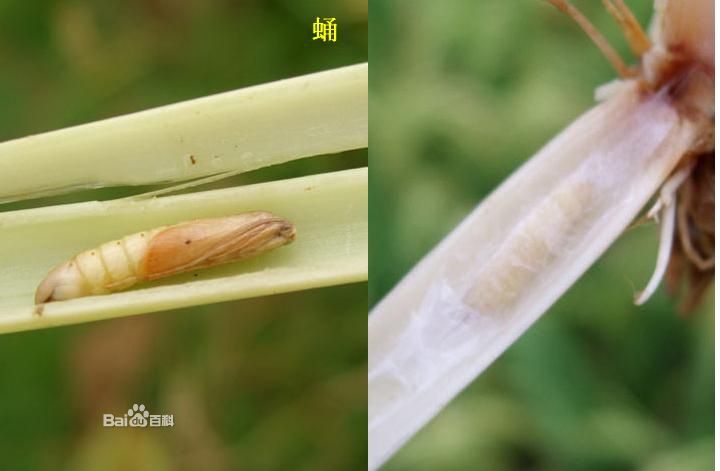  p>三化螟, i>tryporyza incertulas  /i>(walker), a href="#">鳞翅