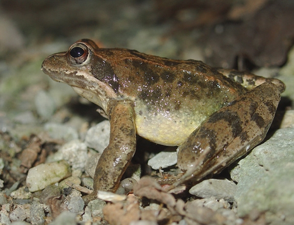  p data-id="tiplttgpadjp">哈士蟆是无尾目蛙科林蛙属两栖动物,又称