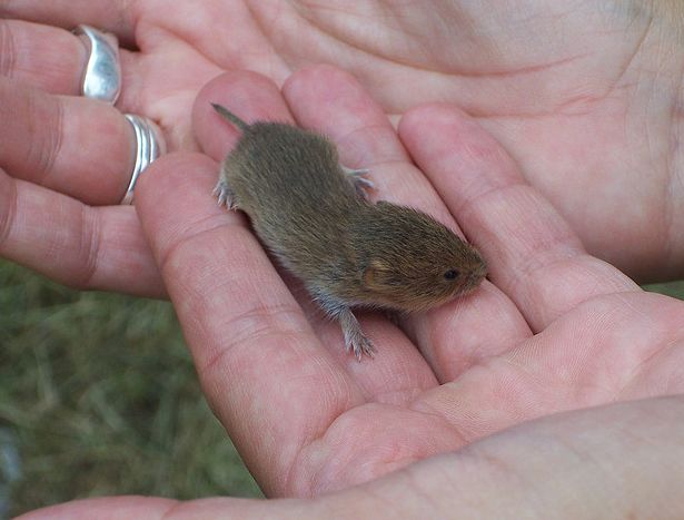  p>普通田鼠(学名:microtus arvalis)体长126~128mm,吻部短而钝,耳壳