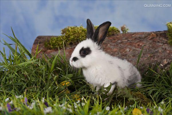 是食用兔, a href="#" data-lemmaid="12599194">毛用兔 /a>和宠物兔