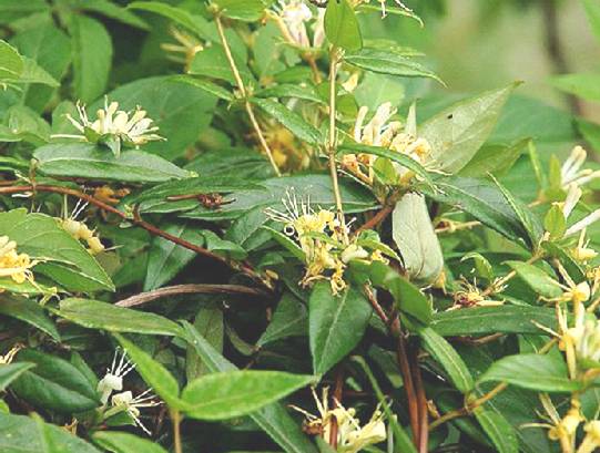 常用于感冒,咳嗽,咽喉肿痛,目赤肿痛,肺痈,乳痈,湿疮. /p>