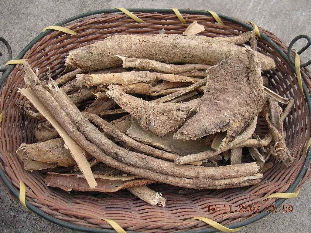  p>楤木根,为五加科植物 a href="#">楤木 /a>的根或根皮,有药用价值.