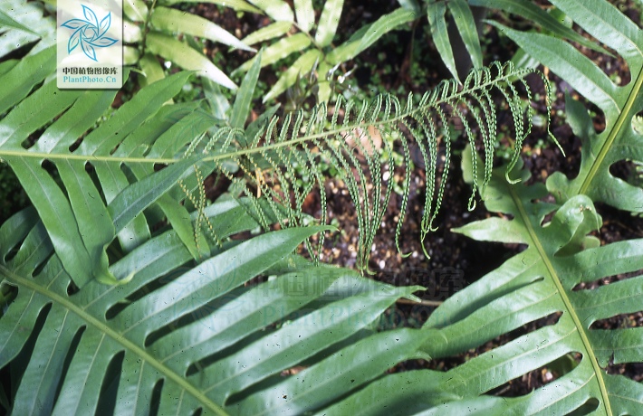  p data-id="gnwtfgm1a6">连珠蕨, a target="