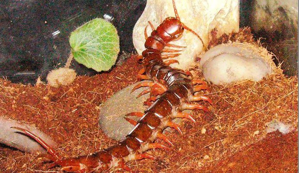 中国红巨龙蜈蚣