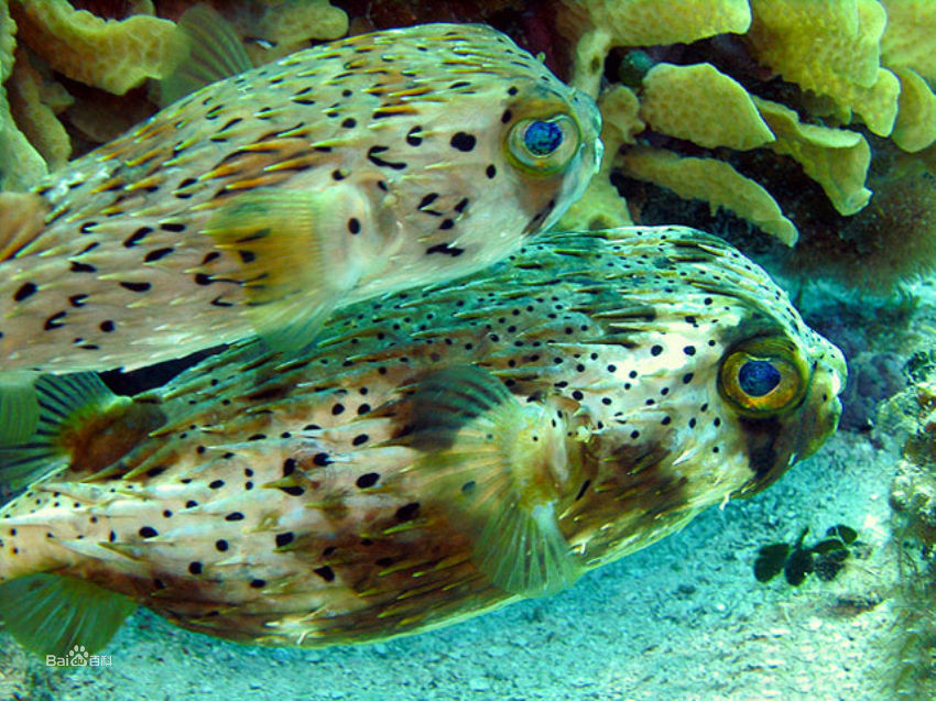  p>横纹东方鲀,学名: i>takifugu oblongus  /i>(bloch, 1786),为 a