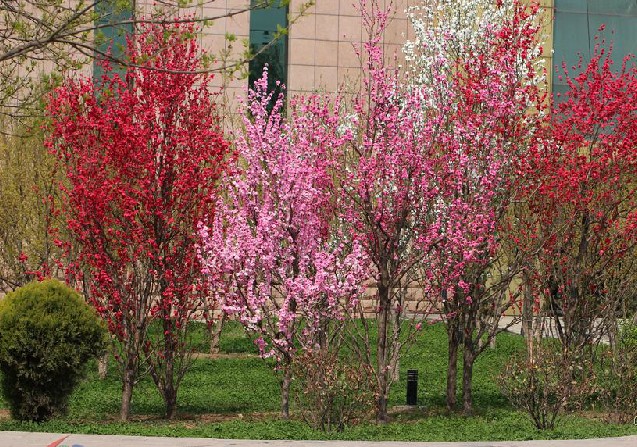  p>帚桃(学名: i>amygdalus persica /i> linn. var.