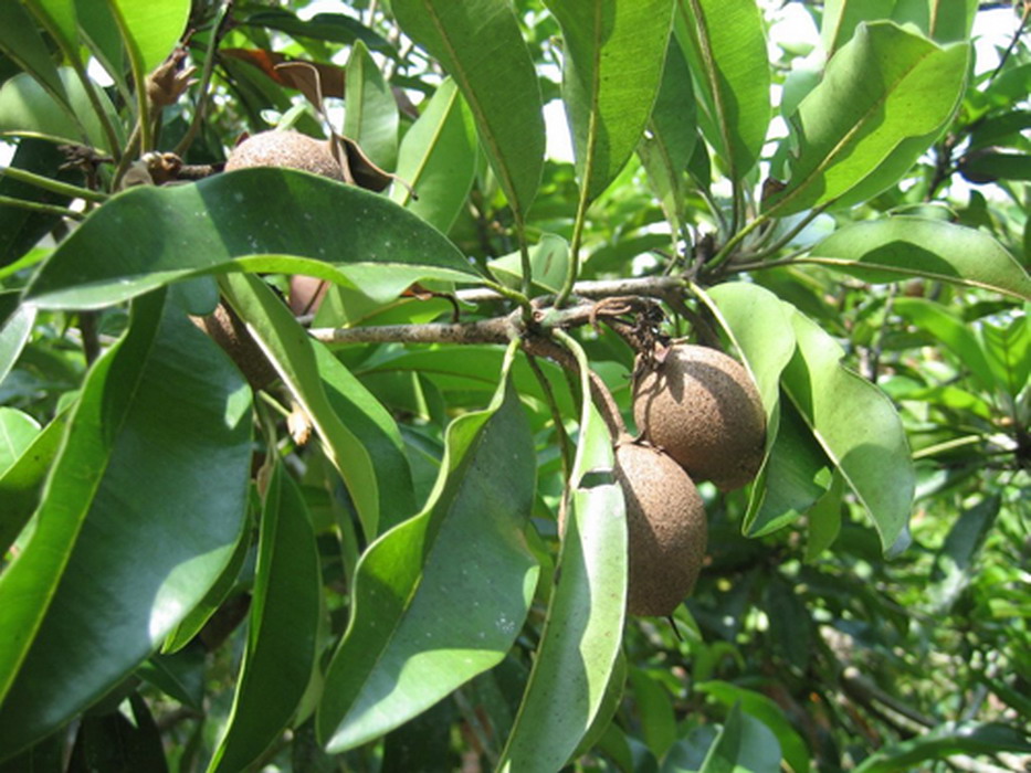  p>人心果(学名: i>manilkara zapota   /i>(linn.