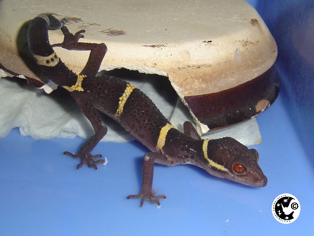  p>海南睑虎又叫海南守宫,眼皮守宫,是我国特有物种,分布于我国海南省