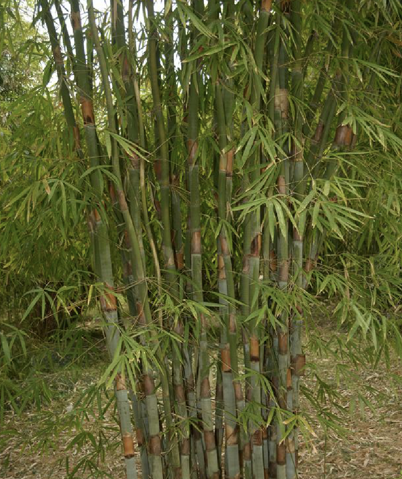  p>吊丝球竹(学名: i>bambusa /i>  i>beecheyana /i> munro)是禾本科