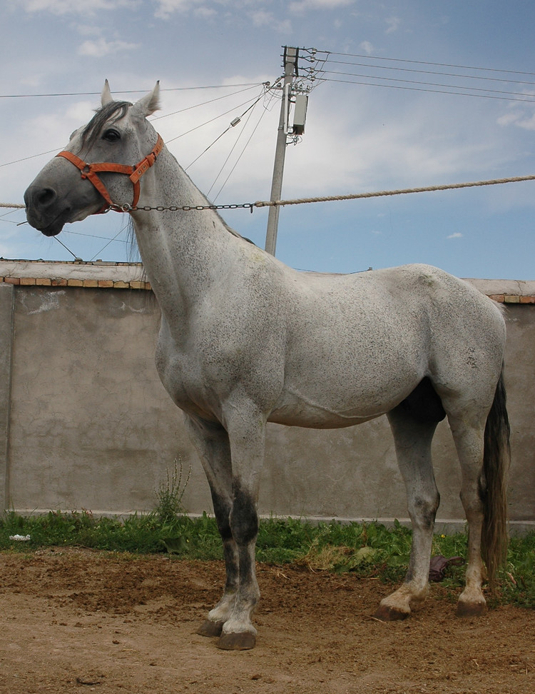 奥尔洛夫快步马