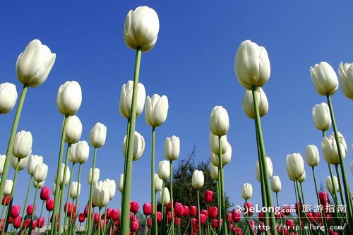 北京金盏郁金香花园