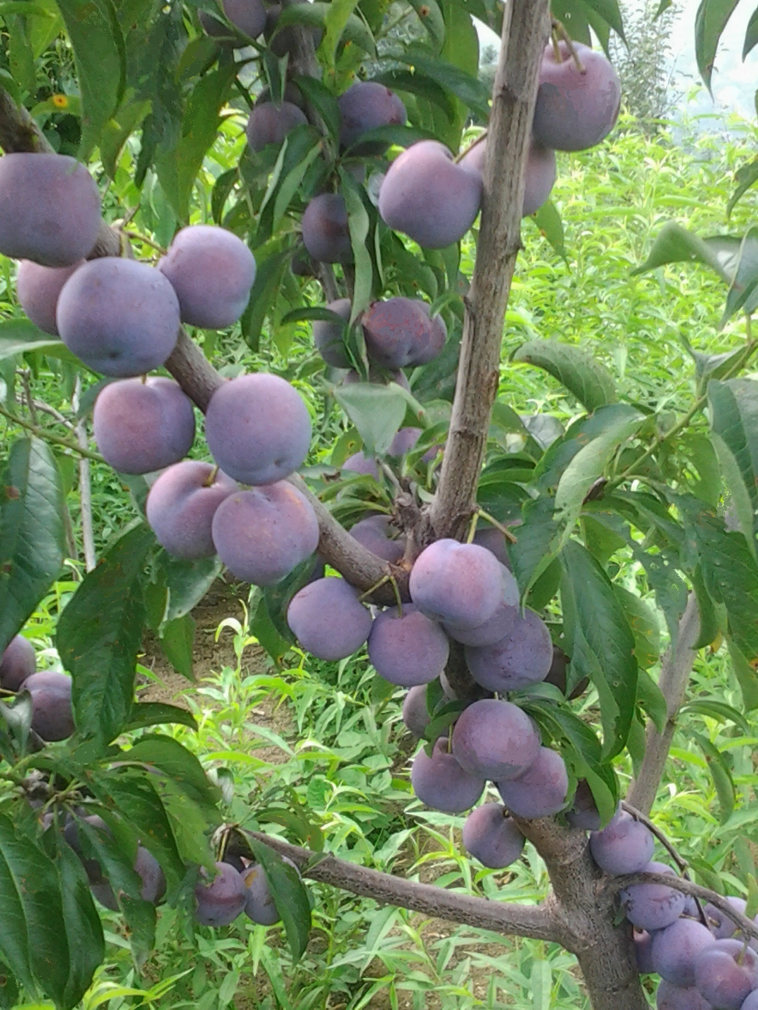 紫翡翠李子