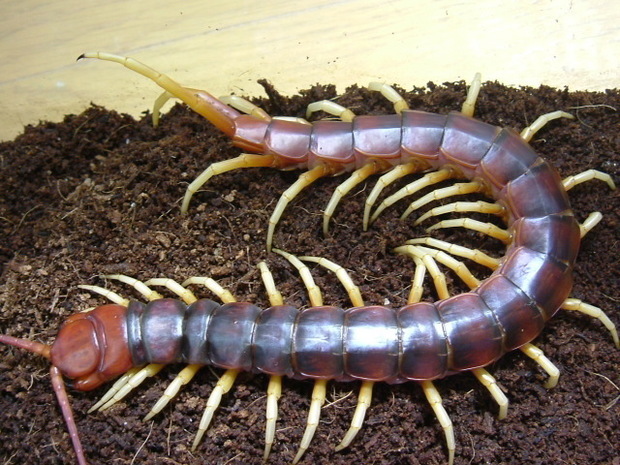  p>百足即是蜈蚣,因其形态奇特,面目可憎,被日本人视为妖怪一类. /p>