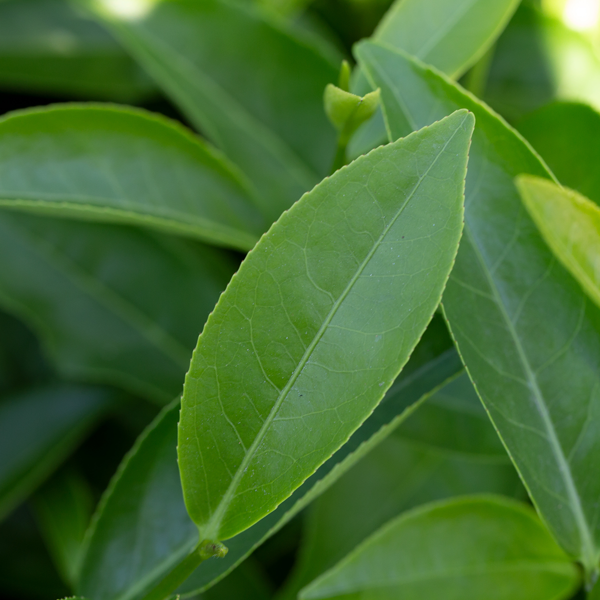  p>黄金桂原产于安溪虎邱罗岩村,是 a href="#" data-lemmaid="1072">