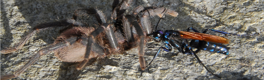 又称狼蛛鹰,蜘蛛鹰胡蜂,塔兰图拉毒蛛鹰黄蜂