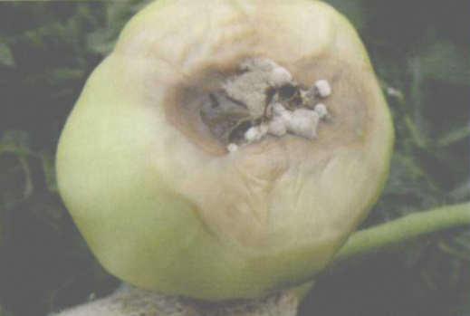 番茄疫霉根腐病