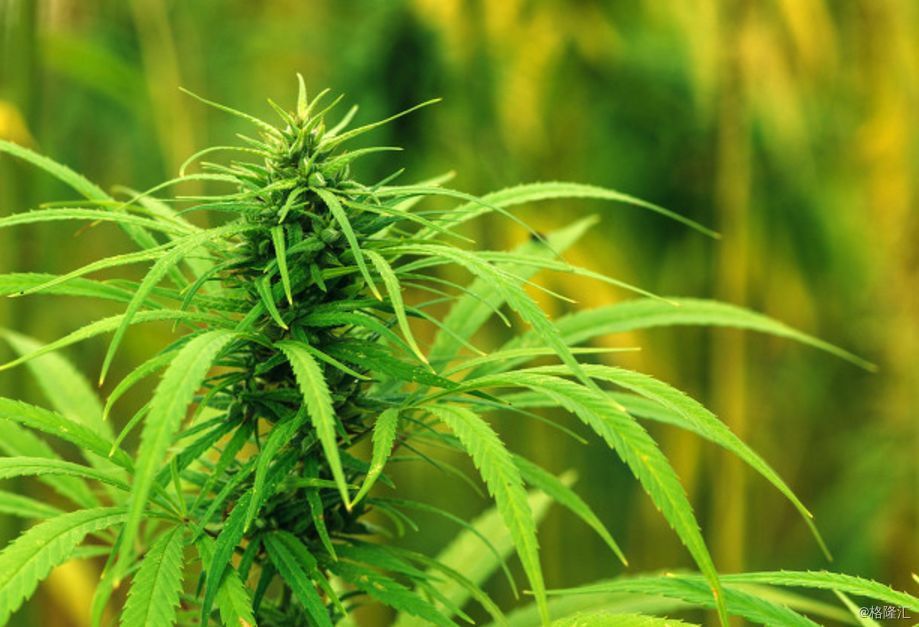  p data-id="txtjftwvoazi">大麻( i>cannabis sativa /i> l.