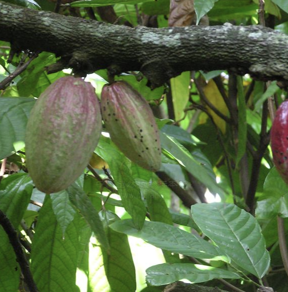锦葵科可可属的常绿乔木植物,树冠繁茂,树皮厚,暗灰褐色;嫩枝褐色