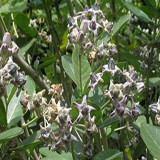 Calotropis gigantea_百度百科