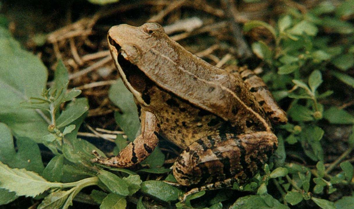  p>仙琴蛙(学名: i>nidirana /i>  i>daunc