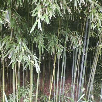 刚竹（禾本科刚竹属植物）_百度百科