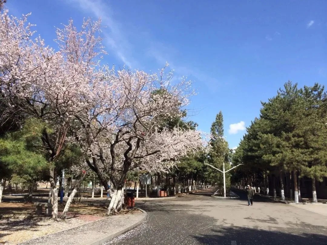 内蒙古农业大学