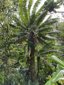 Cycas micronesica_百度百科