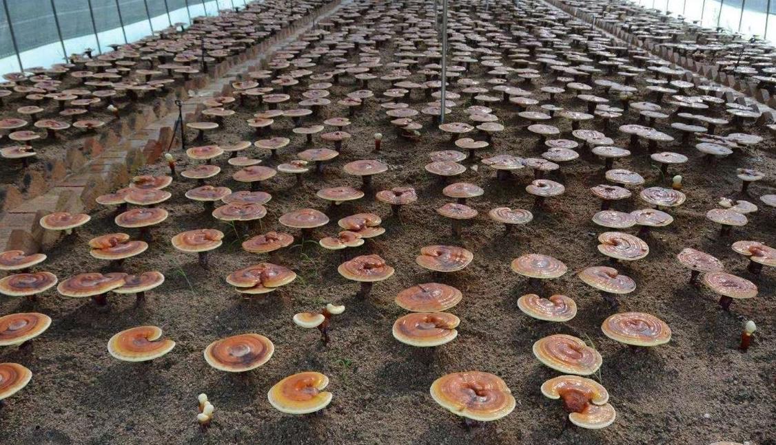 海南省野生灵芝科技馆