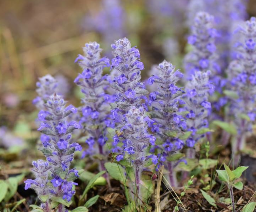  p data-id="tbthlrkorjon">多花筋骨草( i>ajuga multiflora /i>