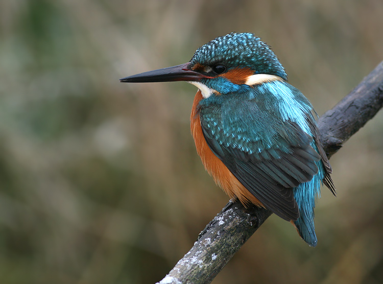 common kingfisher